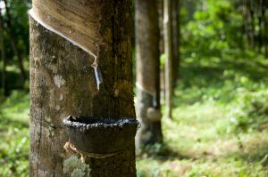 Rubber Tapping Rows