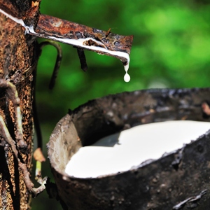 Rubber-tree-hevea-natural