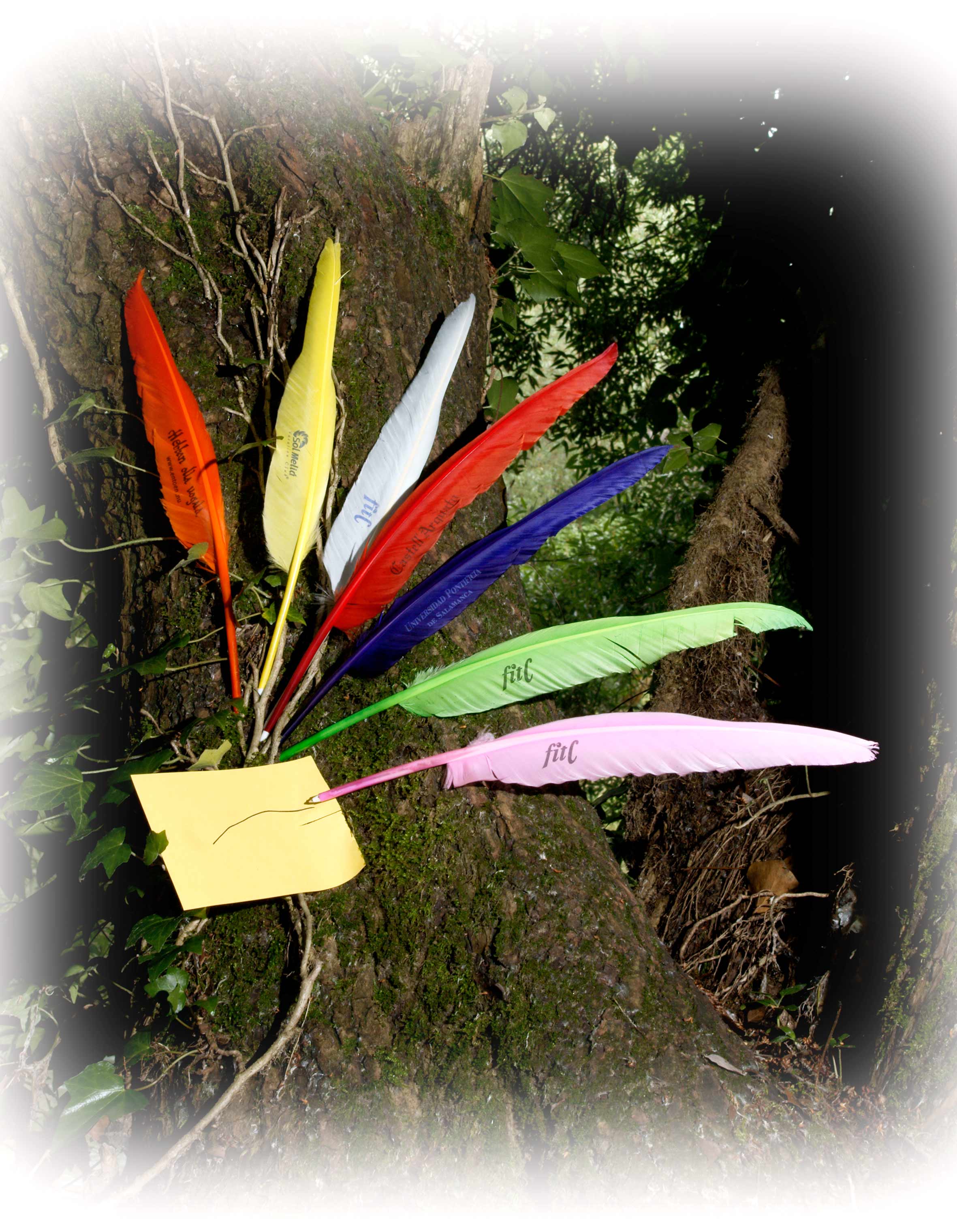 colorful feather pens